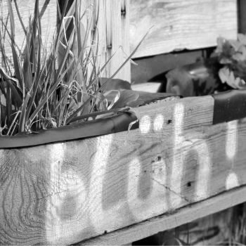 Foto von einer bepflanzten Kiste mit der Aufschrift: Blüh